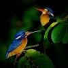 Lednacek modrohrbety - Alcedo meninting - Blue-eared Kingfisher o3036